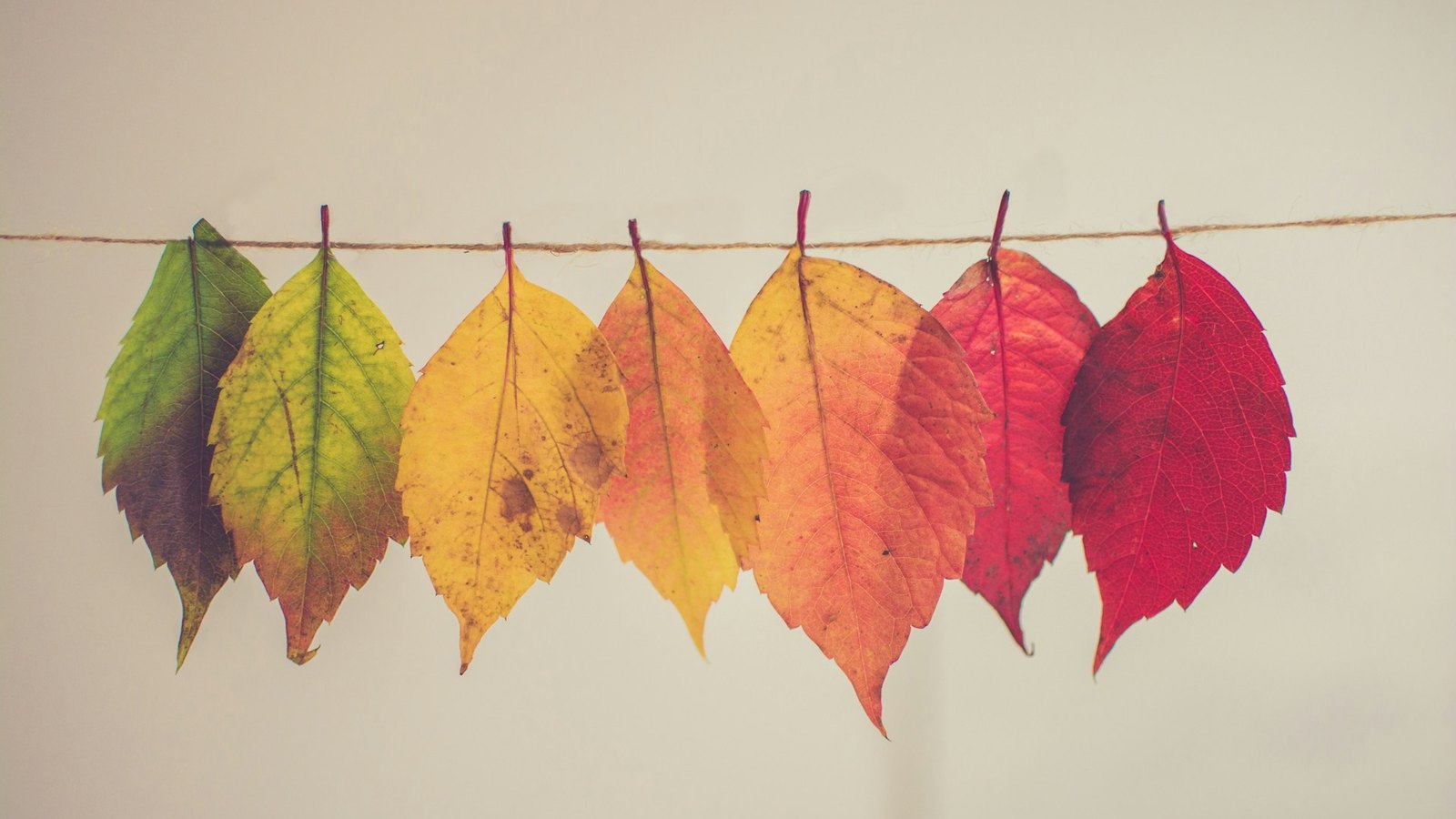 Herfstbladeren aan een koord, van groen tot rood, als beeld voor de keuze van een bladblazer en bladzuiger.
