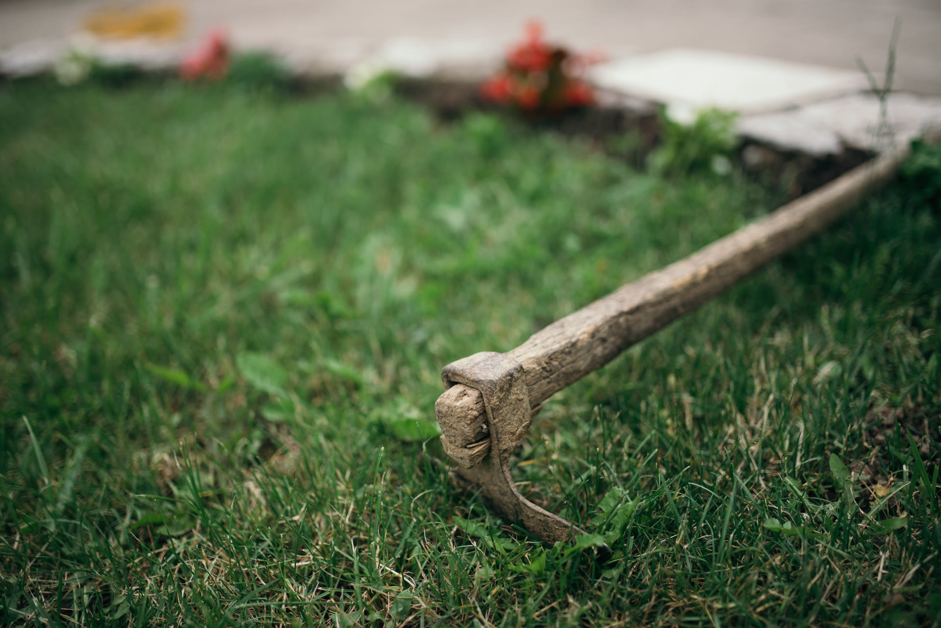 Outils de jardin en bois posés sur la pelouse verte près du parterre de fleurs, un thème de l'entretien de la pelouse avant le scarifiage et l'aération.